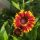 Helenium Mariachi "Bandera" - Napfényvirág