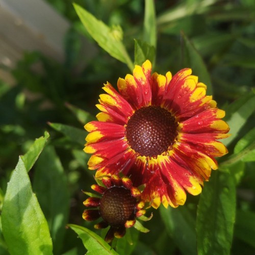 Helenium Mariachi "Bandera" - Napfényvirág