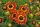 Helenium Mariachi "Fuego" - Napfényvirág