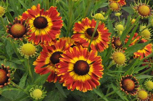 Helenium Mariachi "Fuego" - Napfényvirág