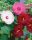 Hibiscus moscheutos - Mocsári Hibiszkusz