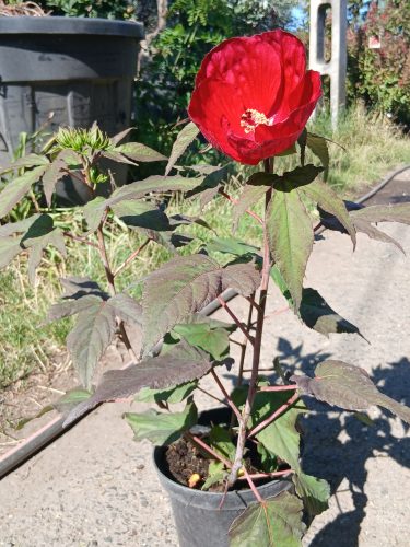 Hibiscus moscheutos - Mocsári Hibiszkusz