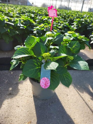 Hydrangea macrophylla 'pink' 7+ flowers - Kerti Hortenzia (rózsaszín)