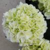 Hydrangea macrophylla Royalty 'Ice girl' - Kerti Hortenzia (6+ virág)