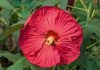 Hibiscus moscheutos 'Summer in Paradise' - Mocsári Hibiszkusz