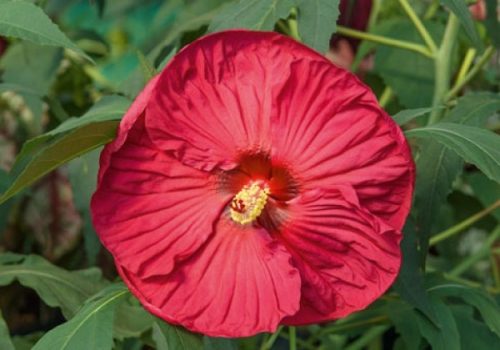 Hibiscus moscheutos 'Summer in Paradise' - Mocsári Hibiszkusz