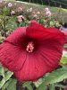 Hibiscus moscheutos 'My Valentine' - Mocsári Hibiszkusz