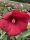 Hibiscus moscheutos 'My Valentine' - Mocsári Hibiszkusz