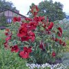 Hibiscus moscheutos 'My Valentine' - Mocsári Hibiszkusz