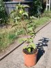 Hibiscus moscheutos 'My Valentine' - Mocsári Hibiszkusz