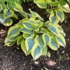 Hosta 'Autumn Frost' - Árnyékliliom