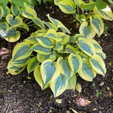 Hosta 'Autumn Frost' - Árnyékliliom