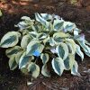Hosta 'Blue Ivory' - Árnyékliliom