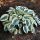 Hosta 'Blue Ivory' - Árnyékliliom