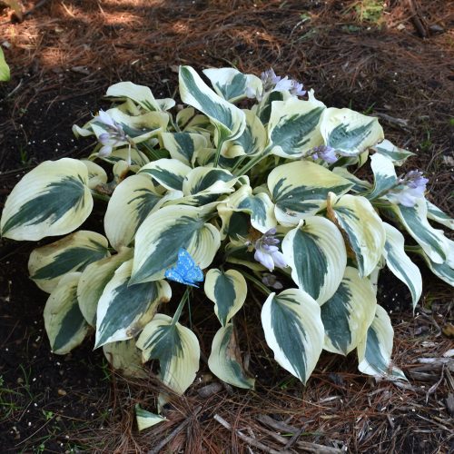 Hosta 'Blue Ivory' - Árnyékliliom