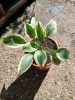 Hosta 'Blue Ivory' - Árnyékliliom