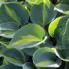 Hosta 'Catherine' - Árnyékliliom
