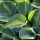 Hosta 'Catherine' - Árnyékliliom