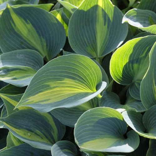Hosta 'Catherine' - Árnyékliliom