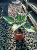 Hosta 'Catherine' - Árnyékliliom