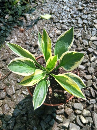 Hosta - Árnyékliliom