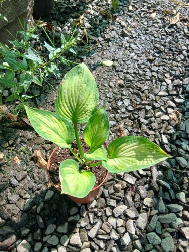 Hosta - Árnyékliliom