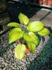 Hosta 'Stained Glass' - Árnyékliliom