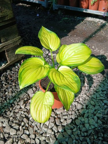 Hosta 'Stained Glass' - Árnyékliliom