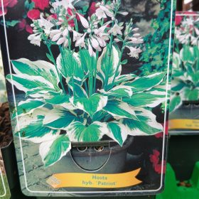 Hosta mix - Árnyékliliom