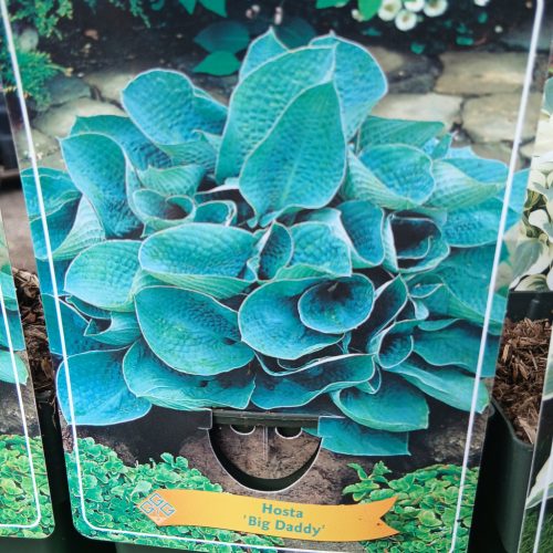 Hosta mix - Árnyékliliom