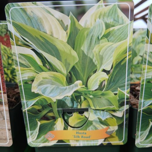 Hosta mix - Árnyékliliom