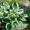 Hosta 'Patriot' - Árnyékliliom