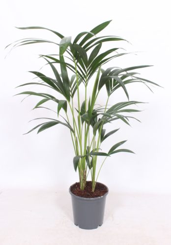 Howea forsteriana - Kenciapálma