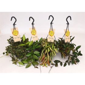 Hoya mix - Viaszvirág (akasztós)