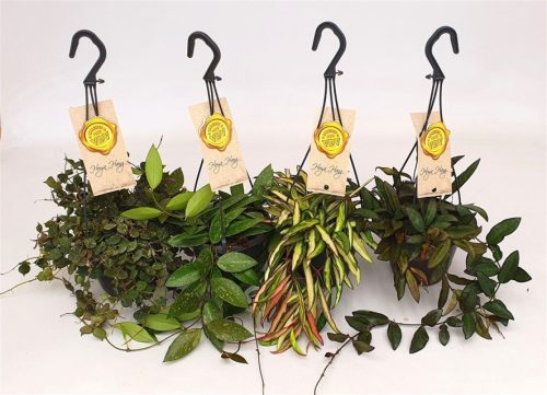 Hoya mix - Viaszvirág (akasztós)