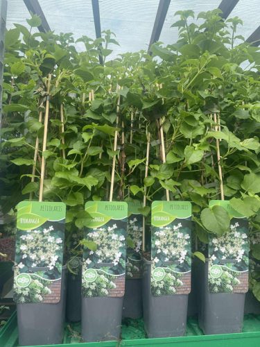 Hydrangea petiolaris - Kúszó hortenzia
