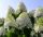 Hydrangea paniculata 'Dolly' - Bugás Hortenzia