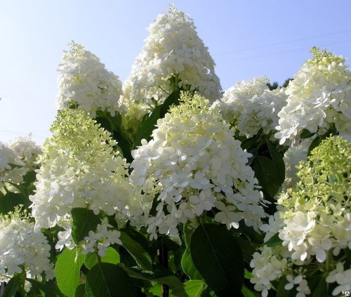 Hydrangea paniculata 'Dolly' - Bugás Hortenzia
