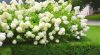 Hydrangea paniculata 'Dolly' - Bugás Hortenzia