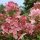 Hydrangea paniculata 'Early Sensation' - Bugás hortenzia