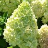 Hydrangea paniculata 'Greenlight' - Bugás hortenzia