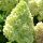 Hydrangea paniculata 'Greenlight' - Bugás hortenzia