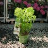 Hydrangea paniculata 'Greenlight' - Bugás hortenzia