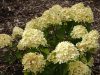 Hydrangea paniculata 'Greenlight' - Bugás hortenzia