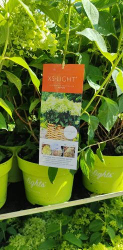 Hydrangea panicukata 'Garden lights' - Bugás hortenzia