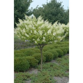   Hydrangea Paniculata 'Kyushu' - Bugás hortenzia (Törzses)