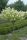 Hydrangea Paniculata 'Kyushu' - Bugás hortenzia (Törzses)