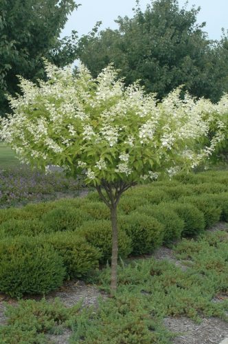Hydrangea Paniculata 'Kyushu' - Bugás hortenzia (Törzses)