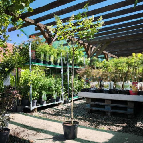 Hydrangea Paniculata 'Kyushu' - Bugás hortenzia (Törzses)