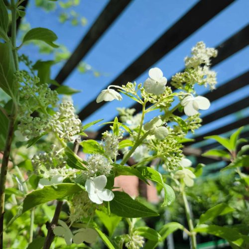 Hydrangea Paniculata 'Kyushu' - Bugás hortenzia (Törzses)
